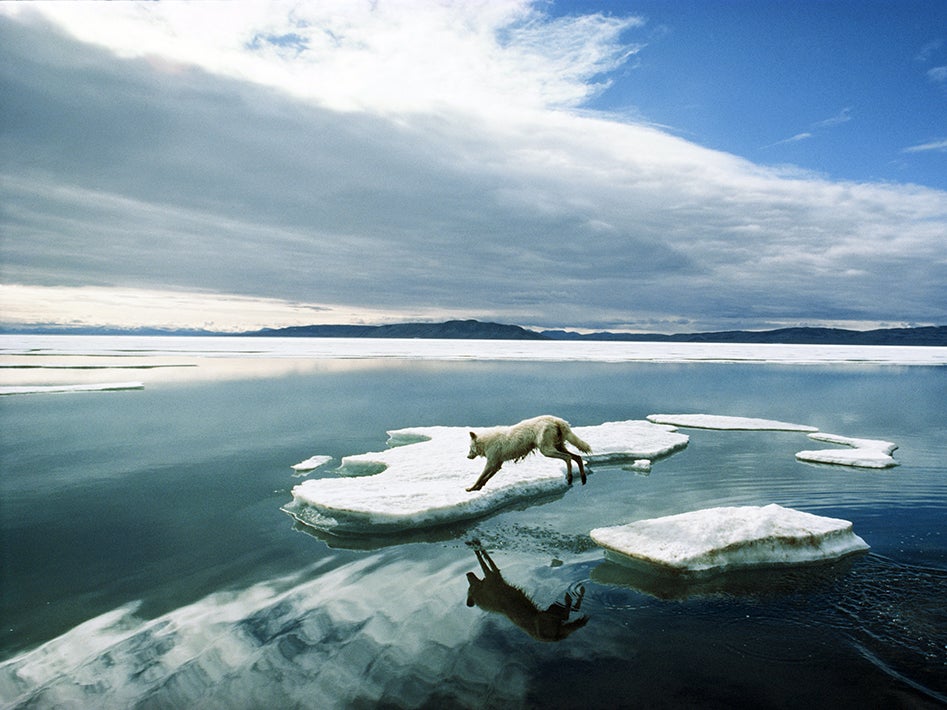 An alpha male Arctic wolf bounds across the ice floes.