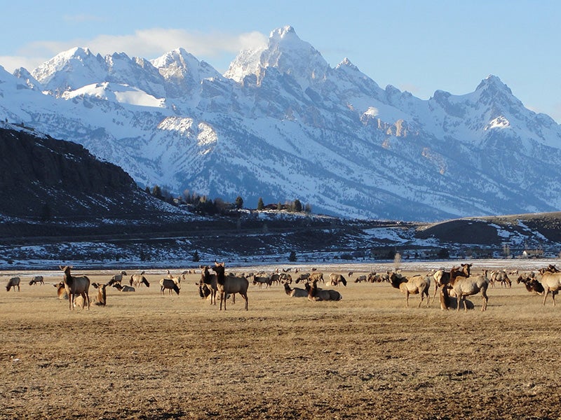 The snow cover receding at the National Elk Refuge on the first day of spring in 2014.