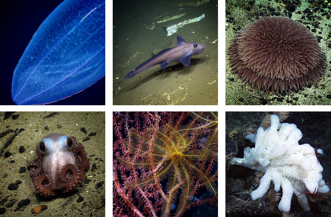 Flora and fauna of the Northeast Canyons and Seamounts Marine National Monument.