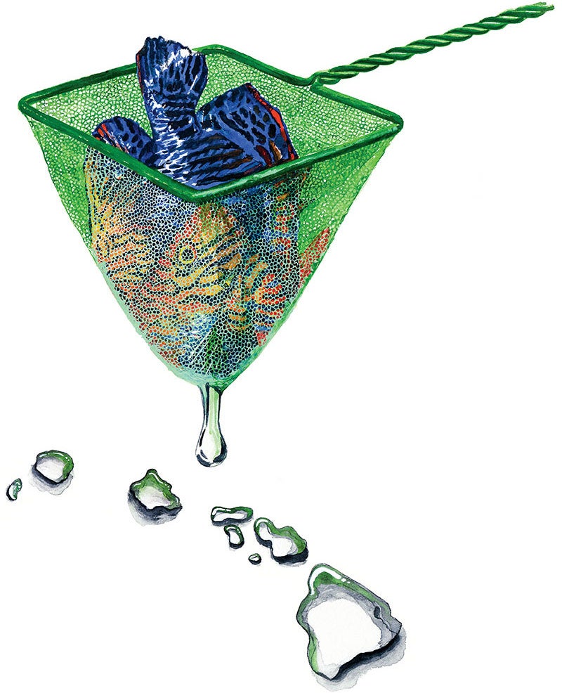 Illustration of orange and blue fish in a green fish net. Water dripping off with droplets in the shape of the Hawaiian islands.