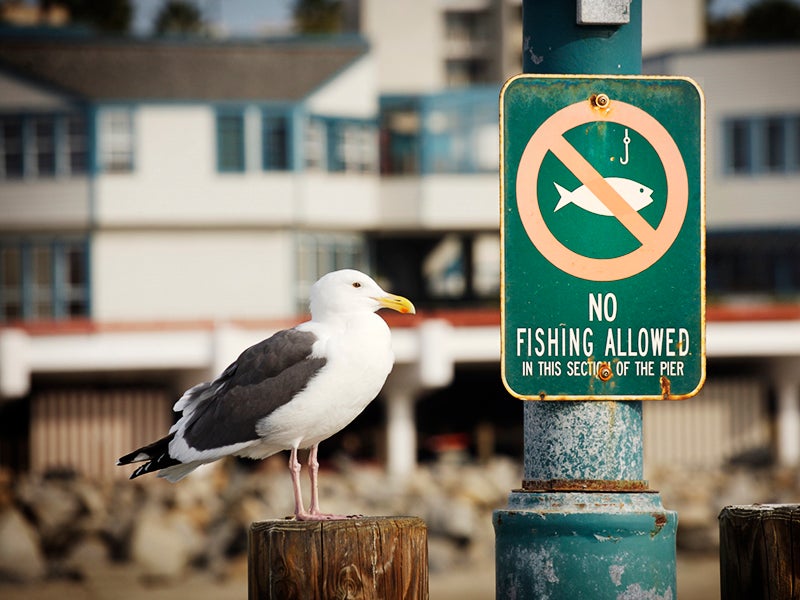 The National Marine Fisheries Service has finalized a rule that will protect dozens of species of small fish and squid that are an important part of the food chain for seabirds, whales and bigger fish.
(Guillaume Tunzini/iStock)