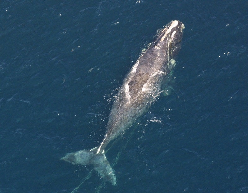 Right whales are on the brink of extinction, pushed closer by a rash of recent and unprecedented deaths.(NOAA NMFS Northeast Regional Office / CC BY 2.0)