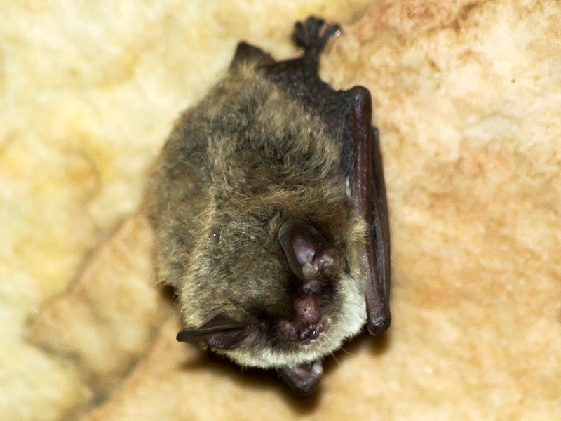 A northern long-eared bat. (Photo courtesy of Dave Thomas)