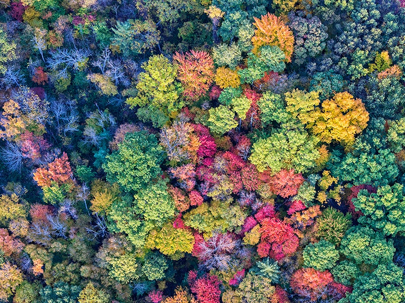 In New York, home to these Autumn trees, a novel state tax reform proposed by Gov. Andrew Cuomo taps into a little-known but powerful climate opportunity — the carbon-soaking power of agricultural and forest land.
(Jim Vallee / Getty Images)