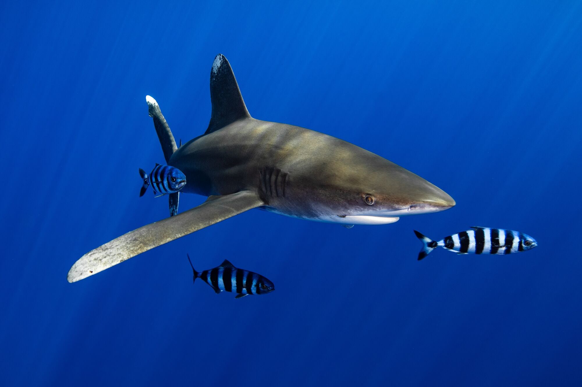 An oceanic whitetip shark, Carcharhinus longimanus, swims in the waters off Hawaii.