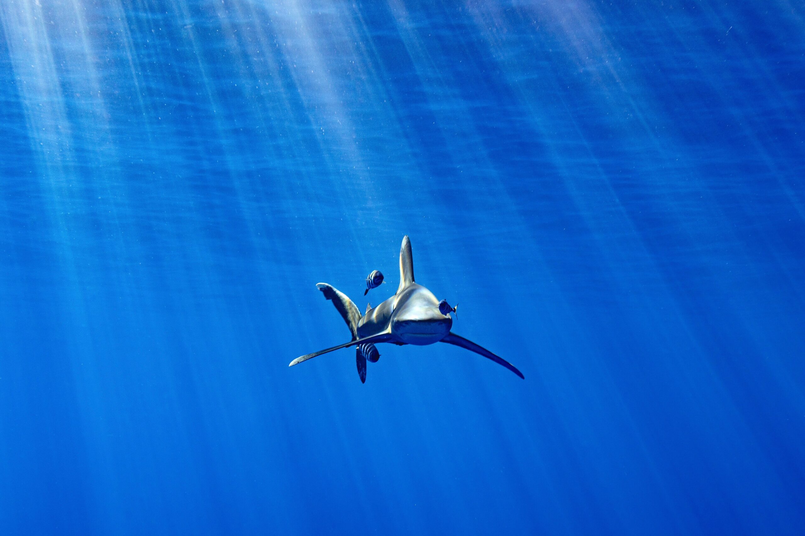 Oceanic whitetip shark.