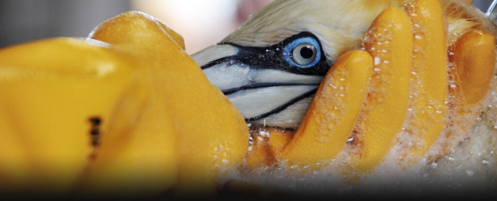 An oiled gannet is cleaned at the Theodore Oiled Wildlife Rehabilitation Center after BP's Deepwater Horizon disaster. June 17, 2010.
(PO3 Colin White / U.S. Coast Guard)