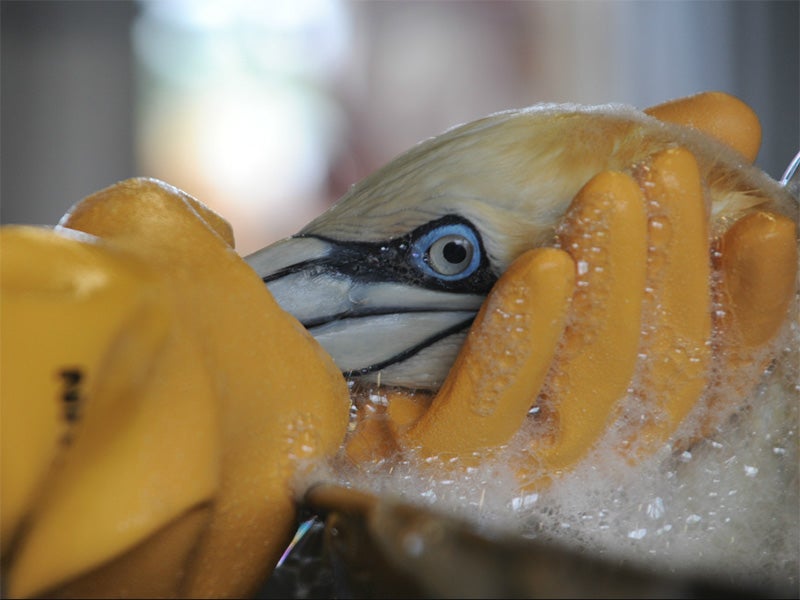 An oiled gannet is cleaned at the Theodore Oiled Wildlife Rehabilitation Center on June 17, 2010.