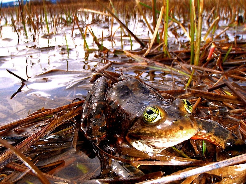 An Oregon spotted frog in the Conboy National Wildlife Refuge. Dams and irrigation projects are jeopardizing some of the last remaining habitat of this species.
(Teal Waterstrat / U.S. Fish & Wildlife Service)