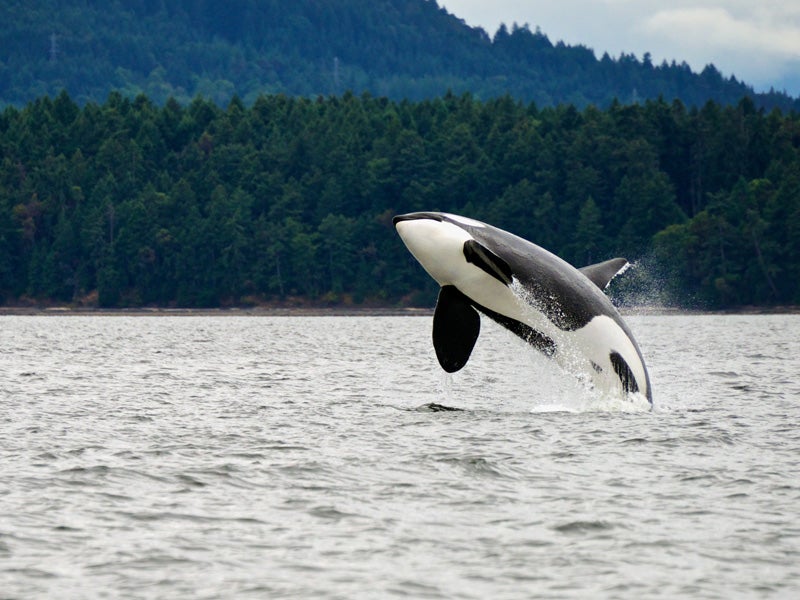 Recently, the federal government added a captive orca called Lolita to the endangered species list