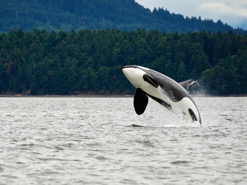 Recently, the federal government added a captive orca called Lolita to the endangered species list.
(Doptis / Shutterstock)