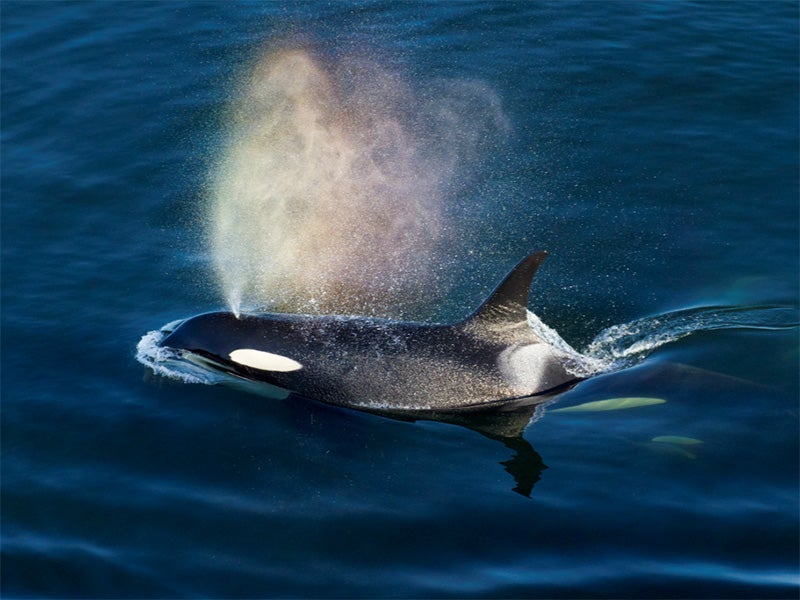 Southern resident orca J16 makes rainbows while surfacing in Puget Sound.