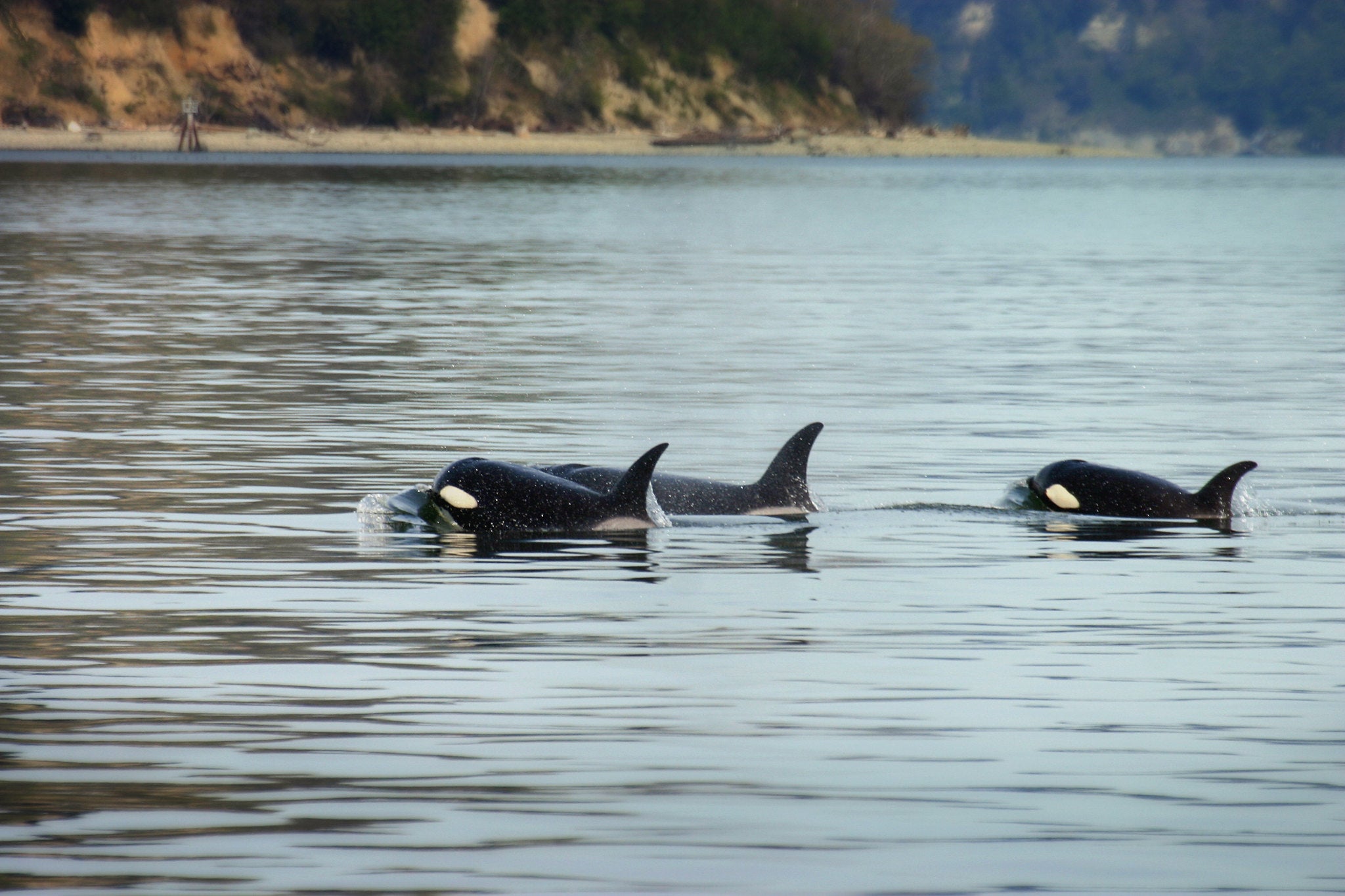 Orcas, in Puget Sound.
