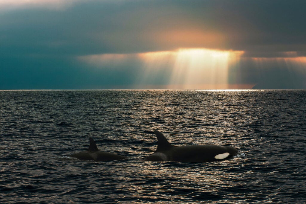Two orcas surface above the open ocean waters, as a ray of sunlight shines down through an opening in the cloudy skies.