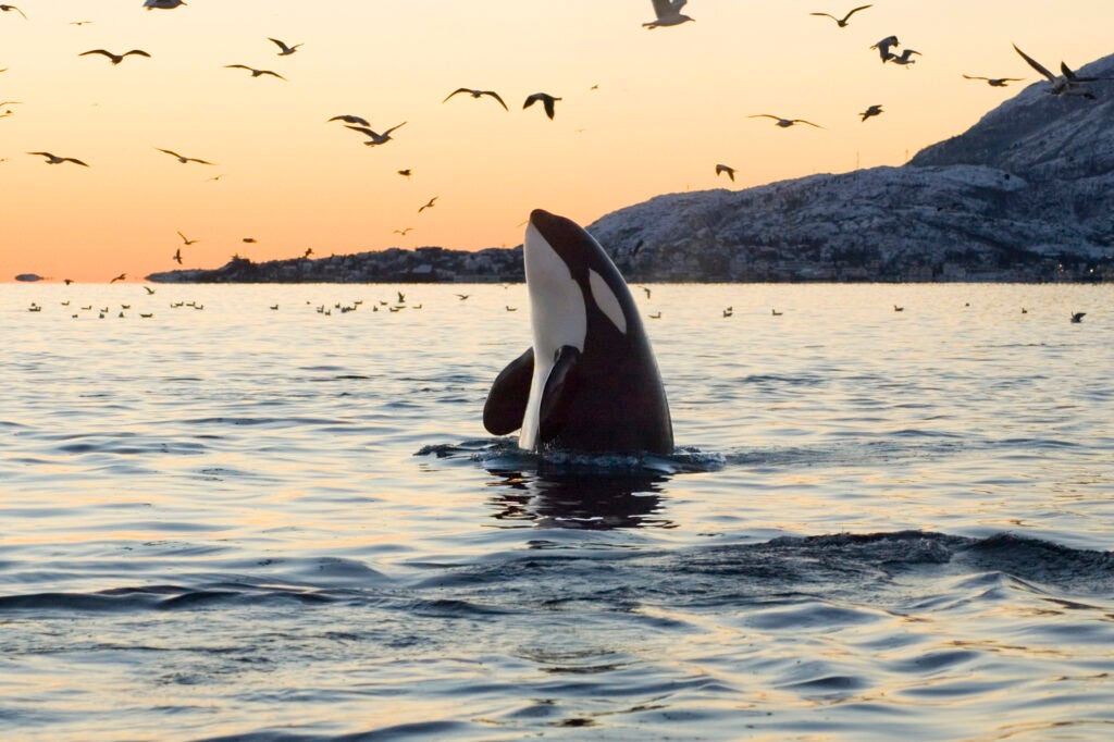 More than 100,000 people spoke out in favor of Puget Sound's few remaining southern resident orcas when large agribusiness interests sought to remove endangered species protections from the orcas in order to take more water from California's salmon streams. The government sided with science and public opinion and kept the southern residents orcas protected.
(iStockphoto)