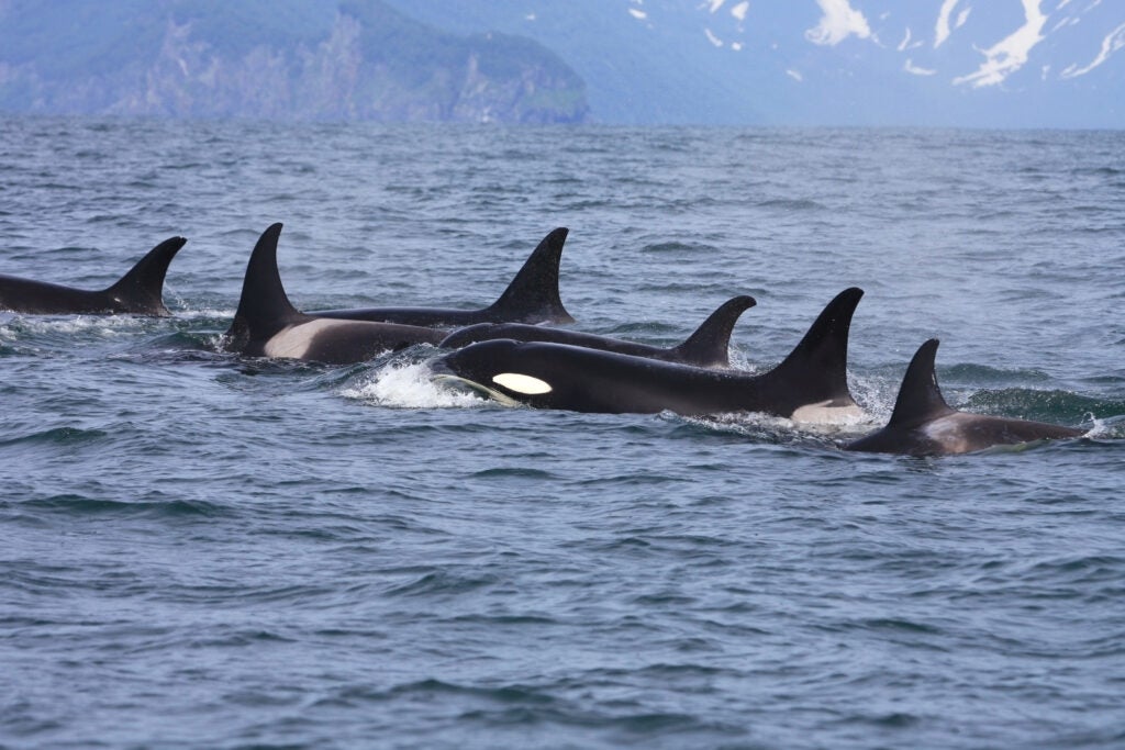Puget Sound orcas live in three pods named J, K, and L. Members of L pod, Admiralty Inlet, Oct. 10, 2009.