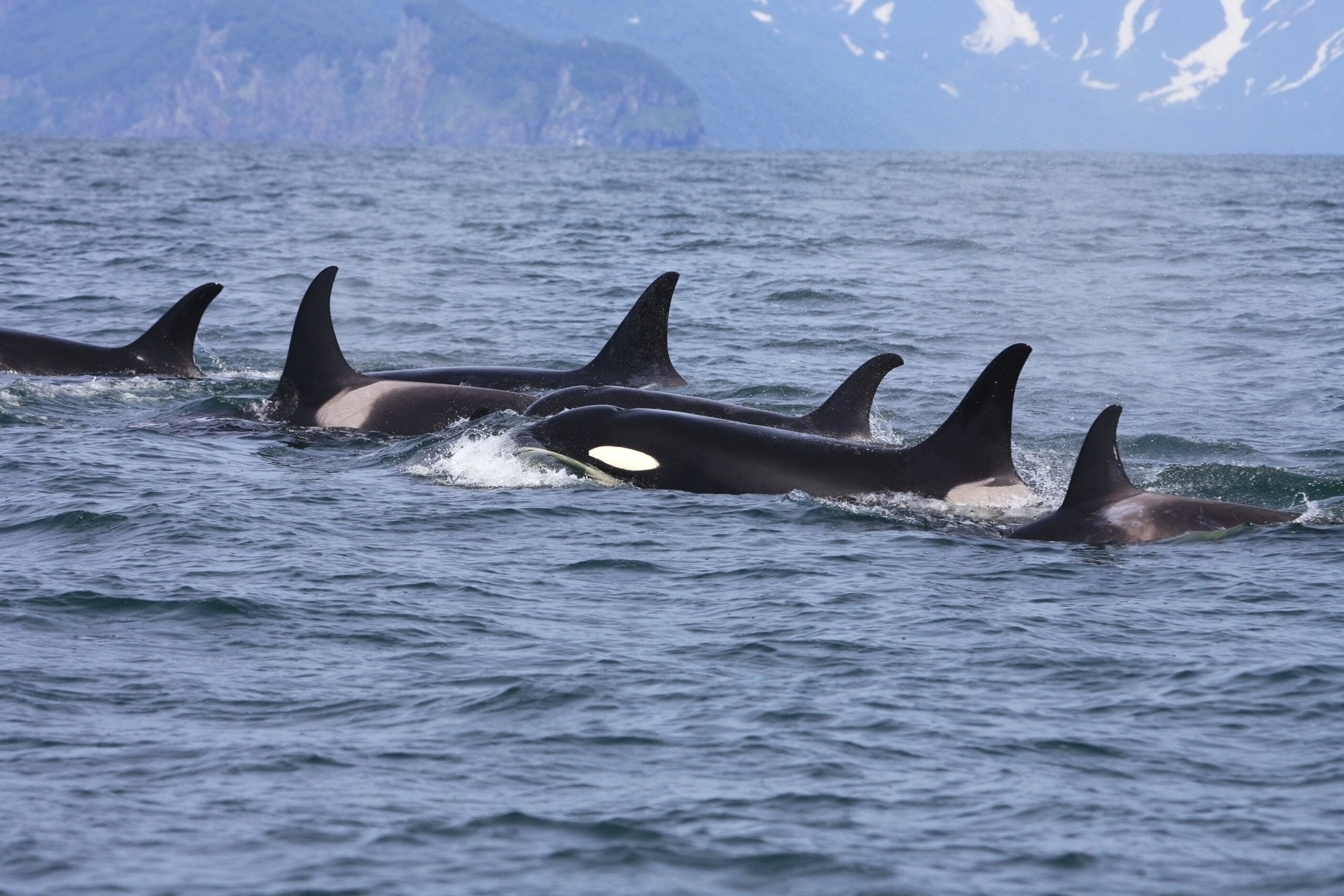 Puget Sound orcas live in three pods named J, K, and L. Members of L pod, Admiralty Inlet, Oct. 10, 2009.