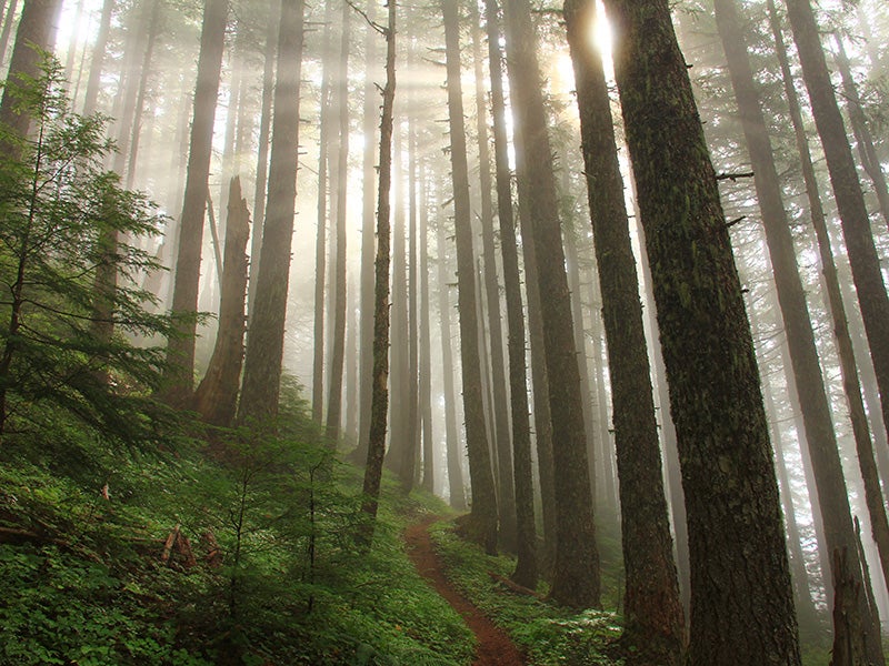 A BLM-managed forest in Oregon.