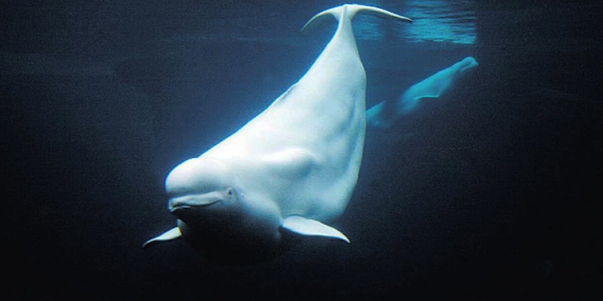 cute beluga whales