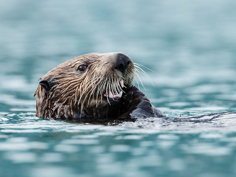 Fishing industry groups wanted to revive a harmful program that excluded otters from parts of their coastal habitat—but Earthjustice fought back.