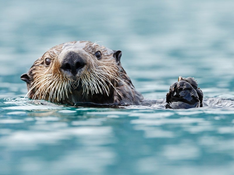 A California sea otter floats on their back in the ocean, looking towards you, with paws clasped together and slightly raised above the water's surface.