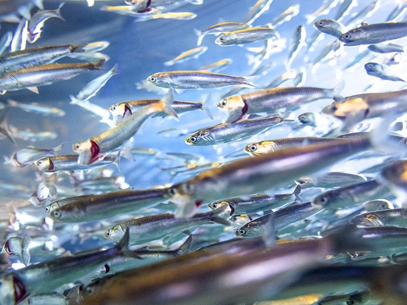 Anchovies have been overfished for many years. The National Marine Fisheries Service recently issued a rule that establishes an unchanging catch limit that does not prevent the overfishing of this essential food source that is so critical to supporting a healthy ocean food web.
(evantravels / Getty Images)