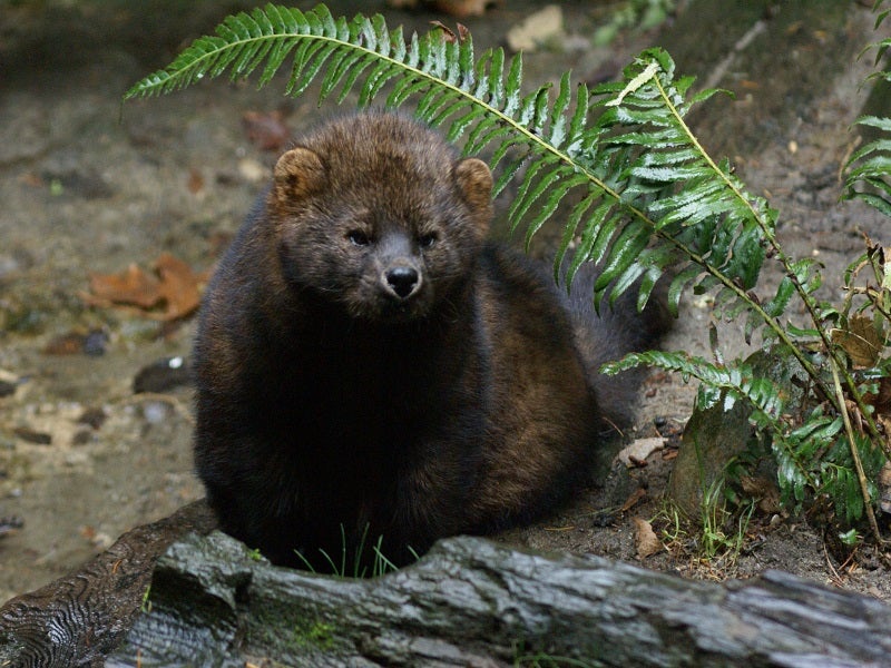 The fisher is closely related to but larger than the American Marten.
(Bethany Weeks / USFWS CC BY 3.0)
