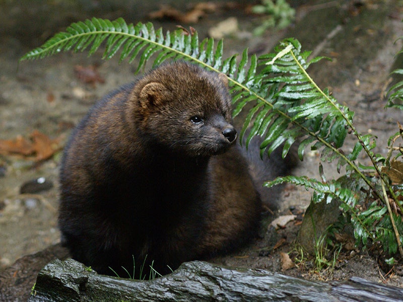 Fishers once roamed from British Columbia to Southern California, but due to intense logging and trapping, only two native populations survive today
(Bethany Weeks / U.S. Fish & Wildlife Service)