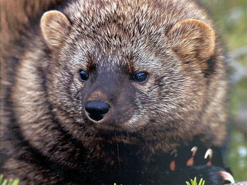 The Pacific fisher.
(U.S. Forest Service Photo)