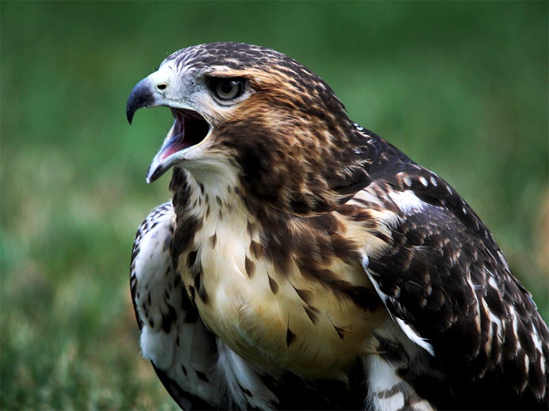 The second fledgling of the well-known New York City red-tailed hawk Pale Male, calls to its sibling in August of 2011. Pale Male's mate Lima died in 2012 after ingesting rat poison.
(Photo courtesy of Jeremy Seto)