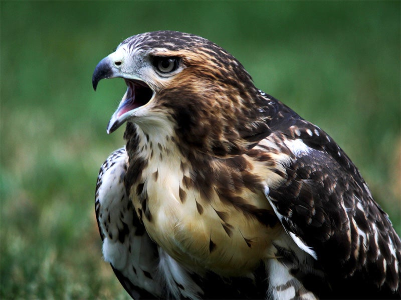 Pale Male's second fledgling in 2011, calls to its sibling.