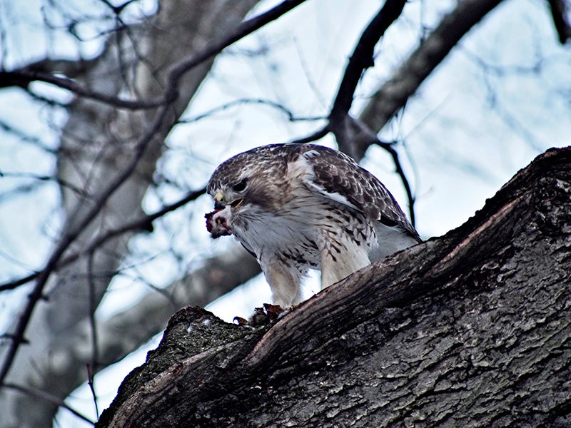 Pale Male, New York City's famed red-tailed hawk, dines on a rat in Feburary of 2014. Wildlife can become unintentionally sickened or killed after ingesting prey that has been poisoned.
(Photo courtesy of Jeremy Seto)