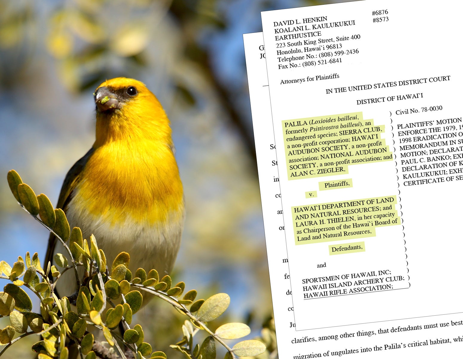 A palila (Loxioides bailleui), a yellow-headed bird in the honeycreeper family, perches on a branch on the slopes of Mauna Kea in Hawaii.