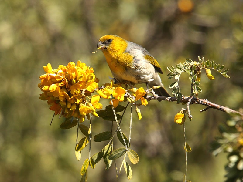 The palila lives exclusively between the elevations of 7,000 and 10,000 feet on Mauna Kea on the Big Island of Hawaiʻi.