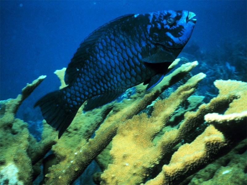 Parrotfish protect the coral reef ecosystem by grazing on algae that otherwise would smother the reef.