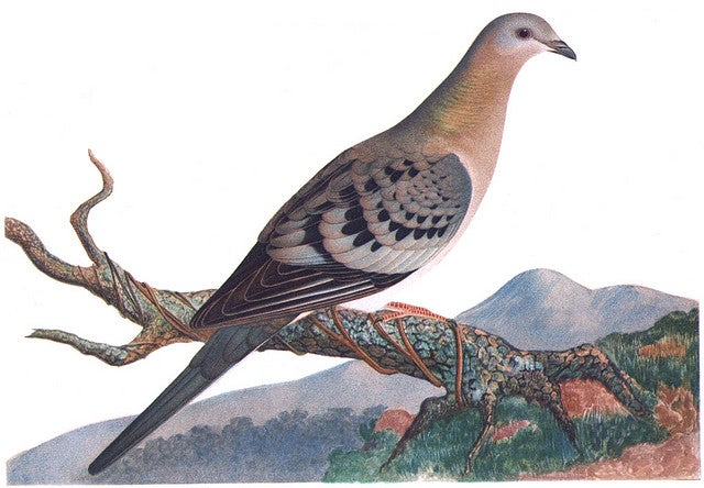 A female passenger pigeon.
(Illustration by Orthogenetic Evolution in the Pigeons)