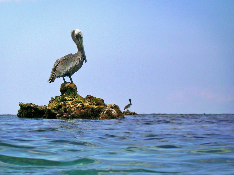 Pelicans