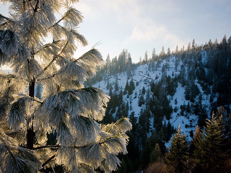 Frosted Needles on a tree overlooking in the Kootenai National Forest