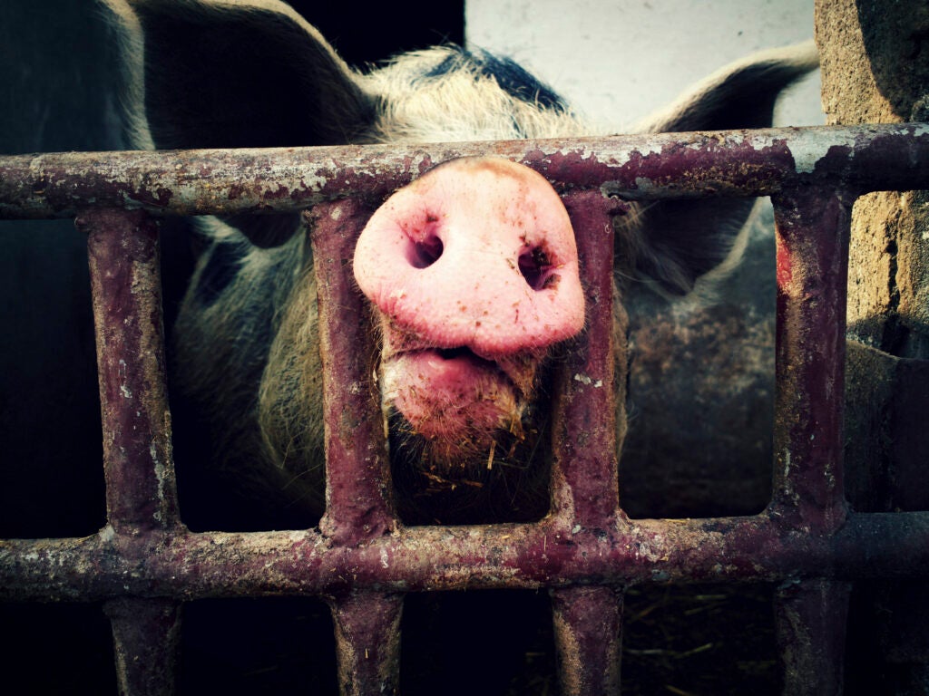A new report sheds light on the severity of North Carolina’s pig waste problems.
(srdjan111/iStock)