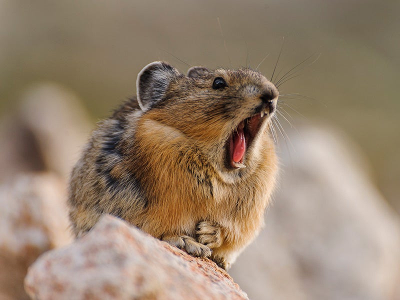 Pikas live in alpine areas throughout western North America.
(Photo courtesy of David Kingham)