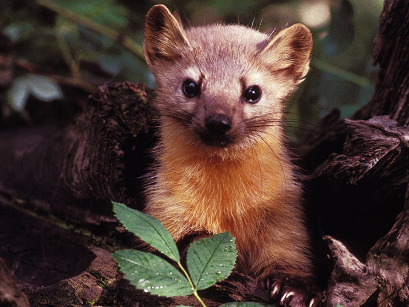 The American pine marten (above) is a member of the marten family that's closely related to the rare coastal marten.
(U.S. Forest Service Photo)