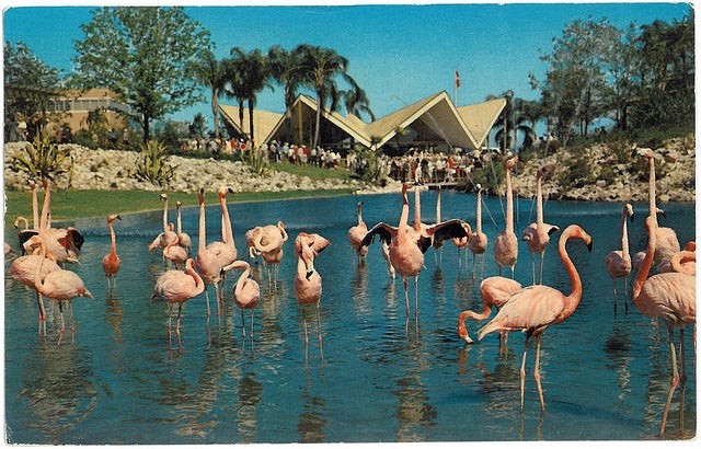 Vintage Florida postcards: Good. Vintage Florida energy choices: Not so good.
()