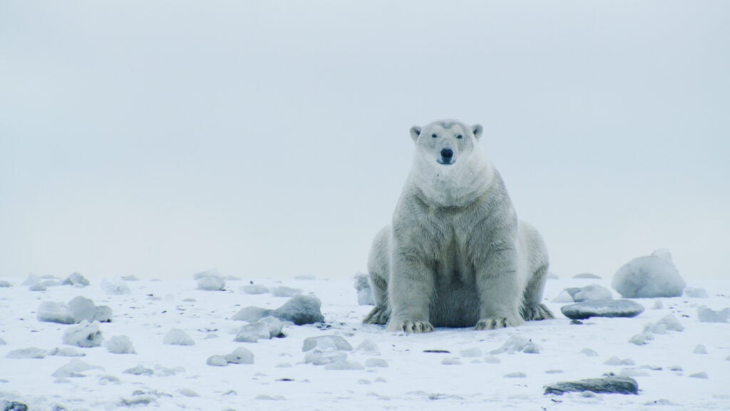 A polar bear in Alaska's Arctic.
(Florian Schulz)