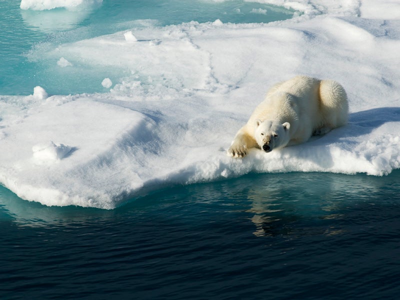 A polar bear rests on the edge of an ice sheet.