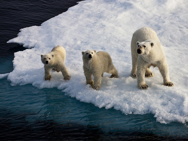 Polar bear mother with two cubs on an ice floe in the Arctic Ocean.