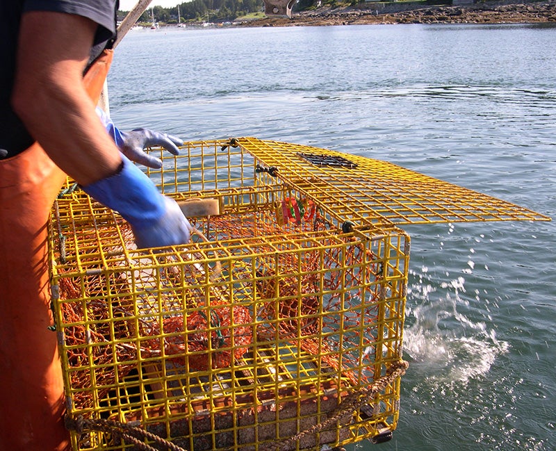 Fisherman Gary Libby checks his lobster trap.