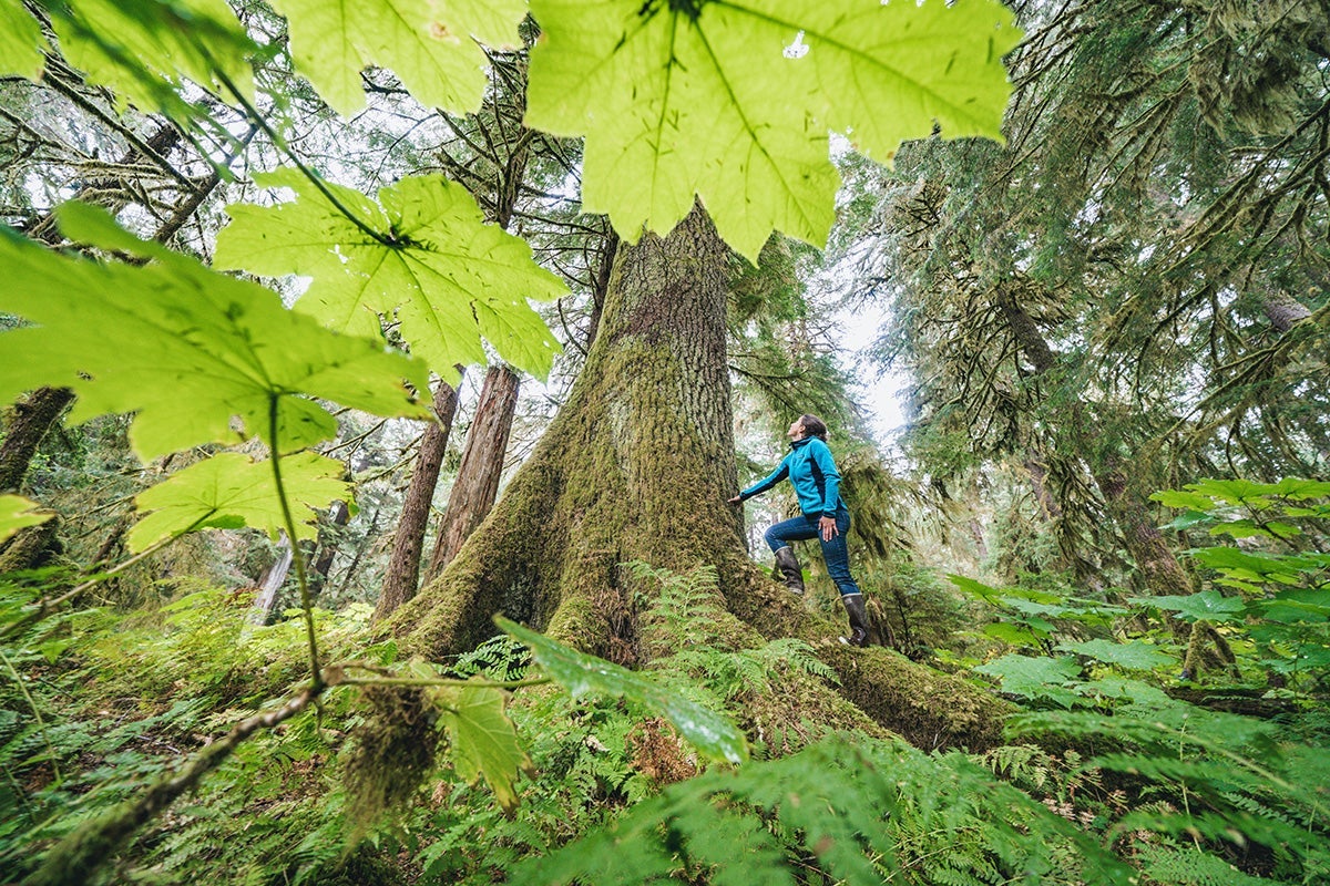 A person stands at the base of an old-growth tree, touching the trunk in the Tongass National Forest, on Prince of Wales Island.