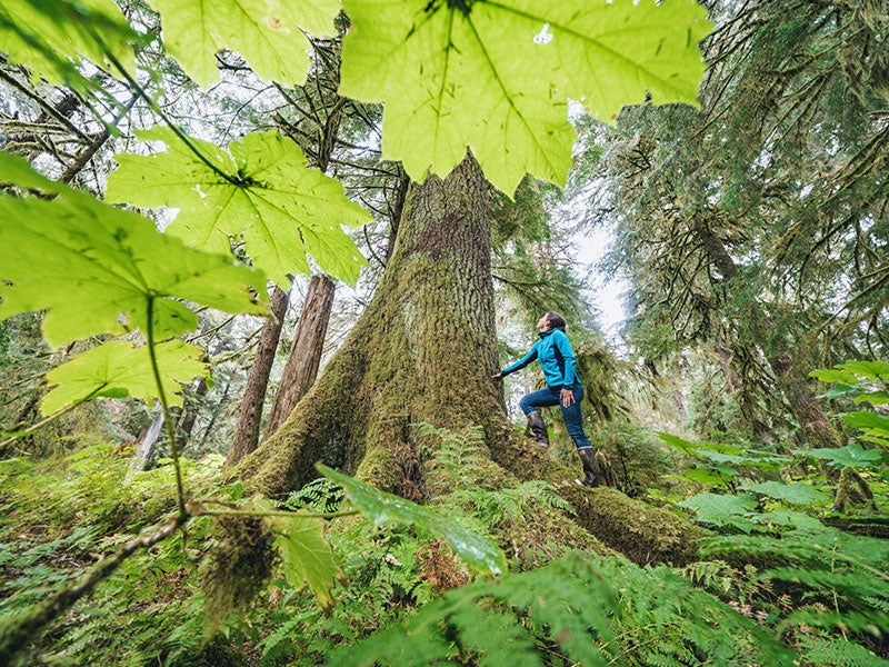 A person stands at the base of an old-growth tree, touching the trunk in the Tongass National Forest, on Prince of Wales Island.