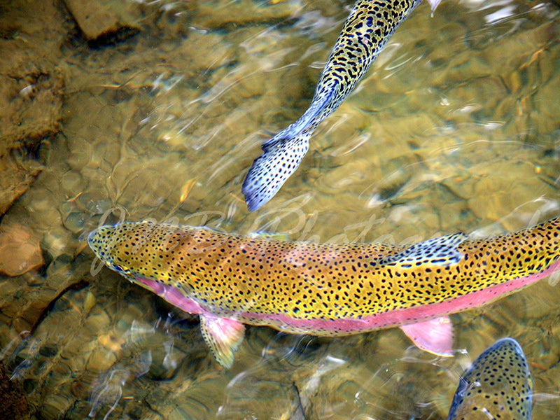 Rainbow trout.