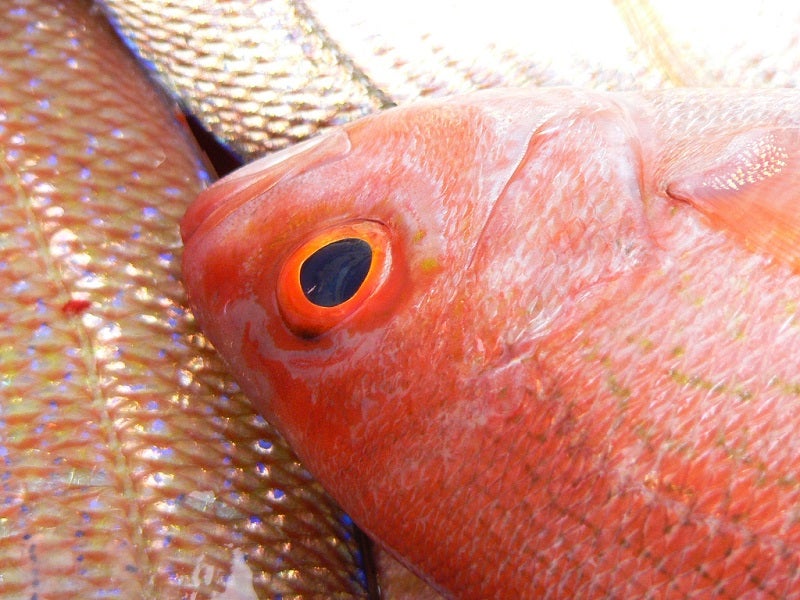 Even though the red snapper population is recovering, the rate of catch in the recreational sector is growing even more rapidly.
(Pen Waggener / CC BY 2.0)